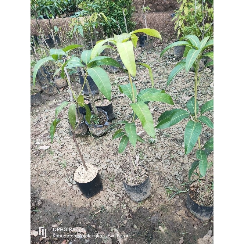 Mangga mahatir hasil okulasi
