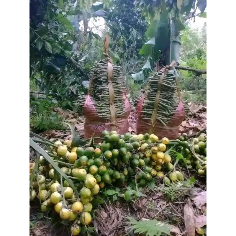 

pinang muda atau jebug asli fress