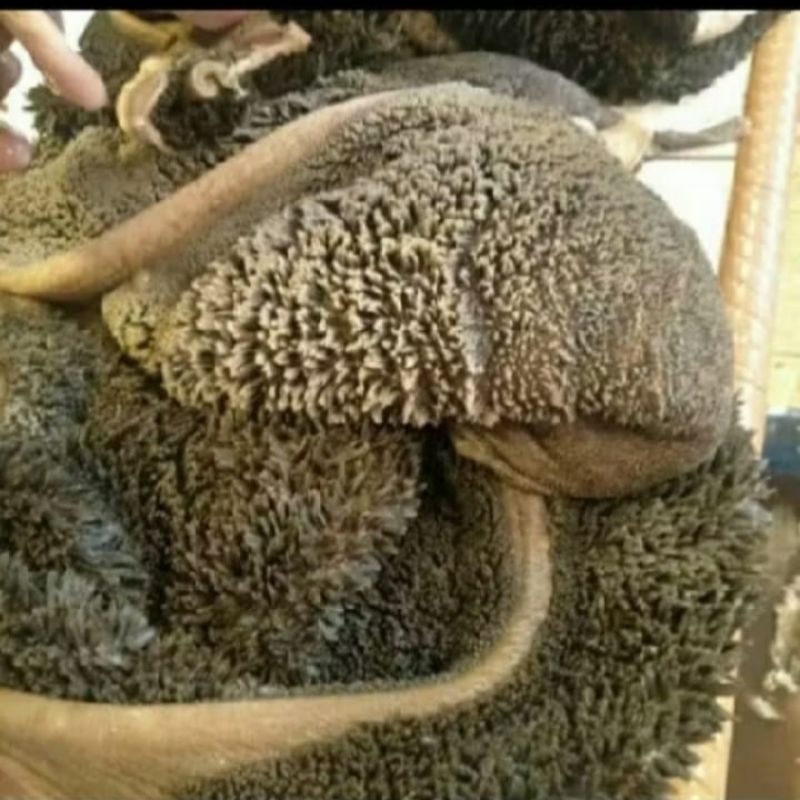 

Babat Jeroan Daging Sapi Asli Murni Lokal Fresh 1Kg