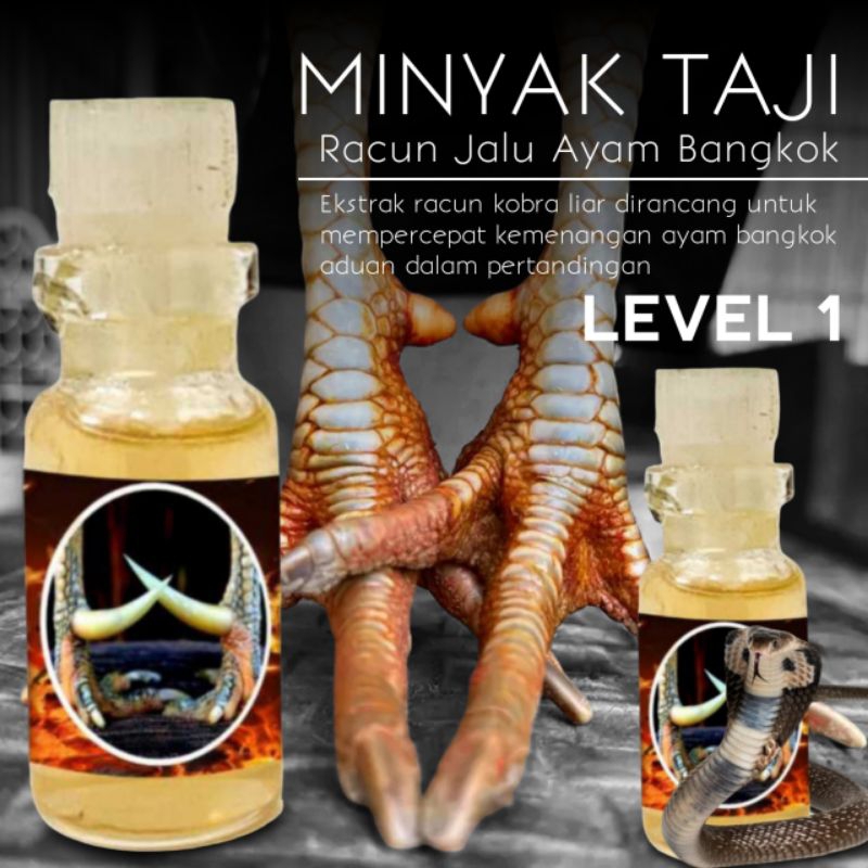 Katuranggan sisik kaki ayam Bangkok pukul keras beracun oles minyak taji
