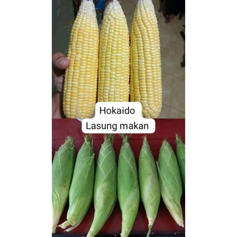 

Jagung Hokkaido Jepang / Bisa Langsung dimakan tanpa direbus