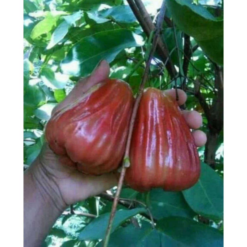 Bibit Buah Jambu Air Madu Unggulan Cincalo Merah Pontianak Rasa Buah Manis Enak Segar Berdaging Teba