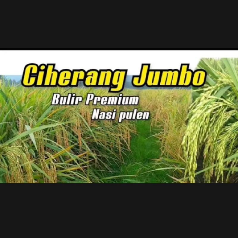 Benih padi ciherang jumbo 5kg
