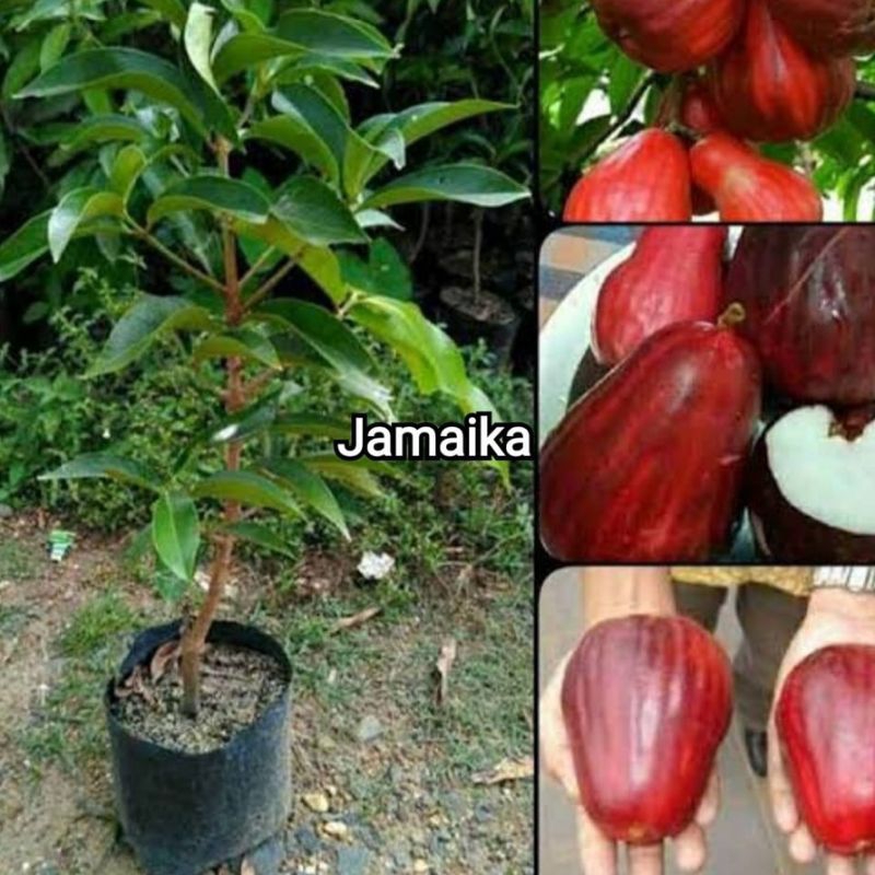 

jambu air darsono