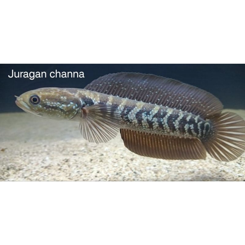 channa asiatica  7-9cm canna asiatica full mutiara garansi pengiriman