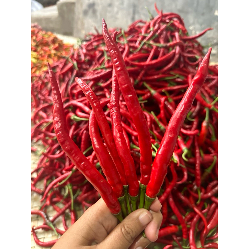

cabai merah keriting 1kg petani banyuwangi