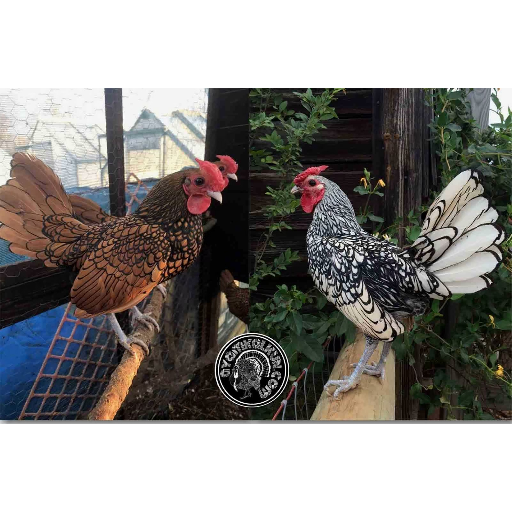 telur ayam batik itali..bisa di tetasakn..