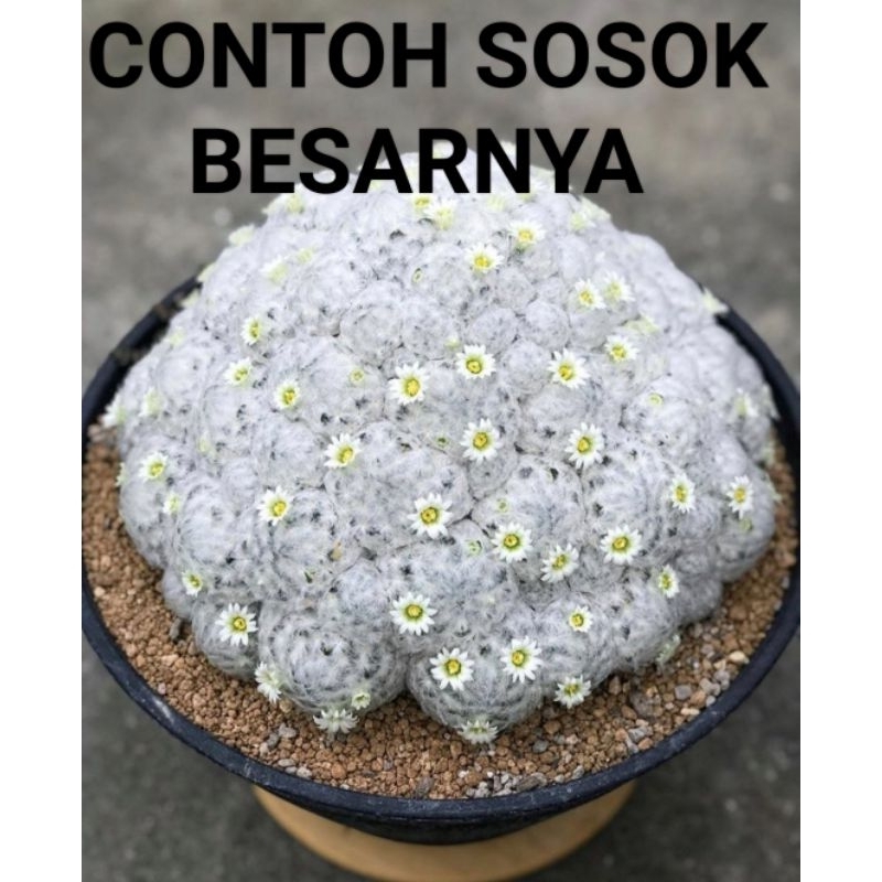 MAMILARIA PLOUMUSA SUKULEN//SUKULEN HIDUP//KAKTUS MURAH//KAKTUS HIAS//KAKTUS MINI//KAKTUS LUCU//KAKT