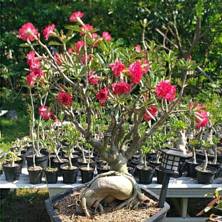 Adenium Bunga Tumpuk PMK Bonggol Besar