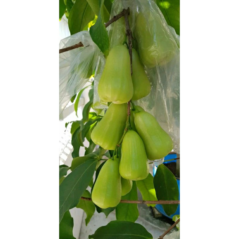 Bibit Jambu Air Madu Deli Hijau Hasil Cangkok batang besar