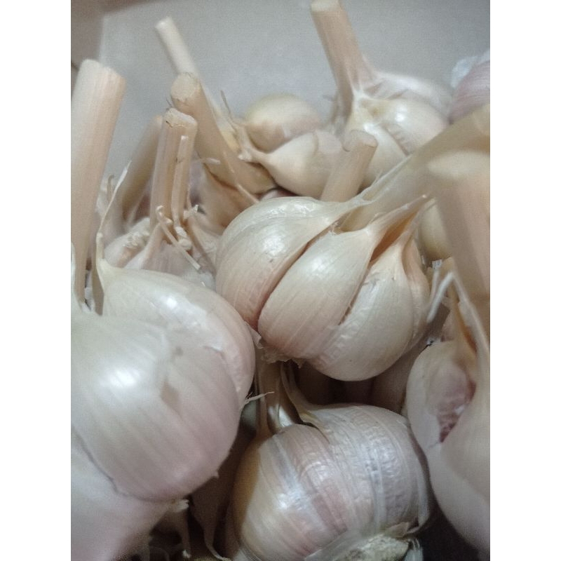 

BAWANG PUTIH KATING 500grm atau 1/2kg BERSIH Murah@24.0000