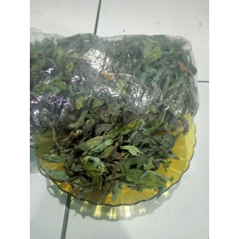 

DAUN TEMPUYUNG KERING ALAMI