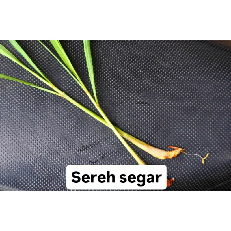 

sereh segar 100% satu ikat 5000