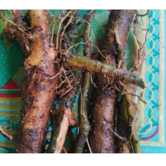 

Jual akar pohon waru akar waru segar 500 gram-az
