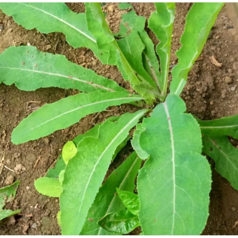 

peromo daun tempuyung fresh 500 gram