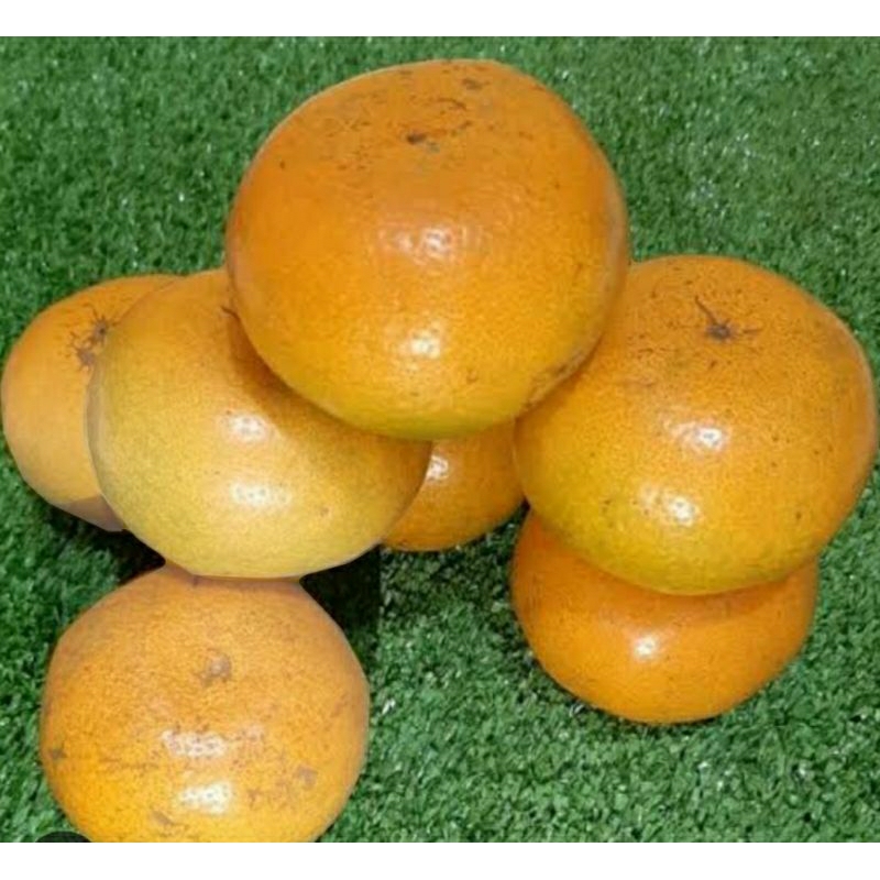 

Jerus Medan, bali alsi 100%