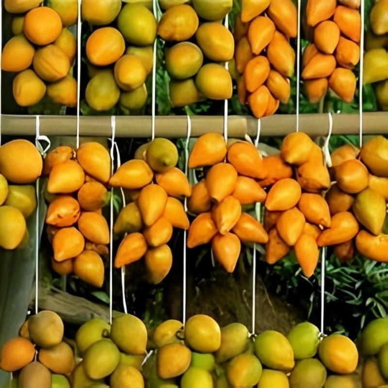Sawo Belanda Segar 1kg - Alkesa / Sawo Mentega