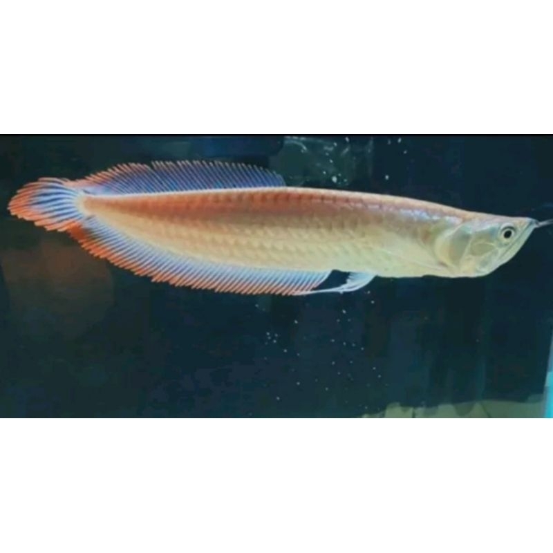 (HIASAN AQUARIUM) ARWANA SILVER RED 13-15CM