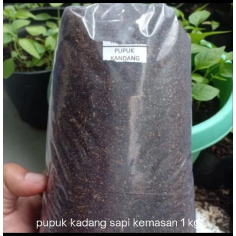 pupuk kandang kotoran sapi penyubur tanaman