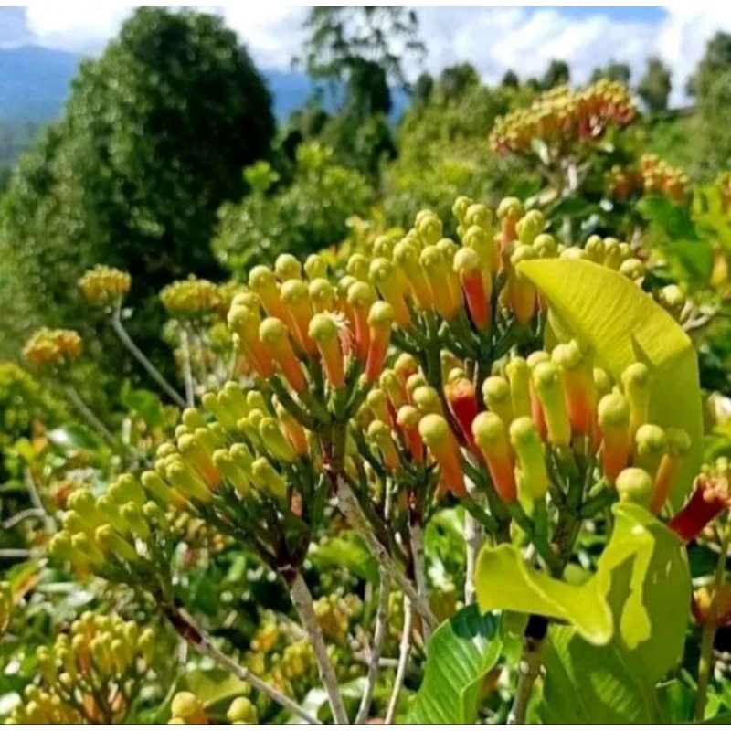 bibit cengkeh sansibar unggul - benih cengkeh pucuk merah  super