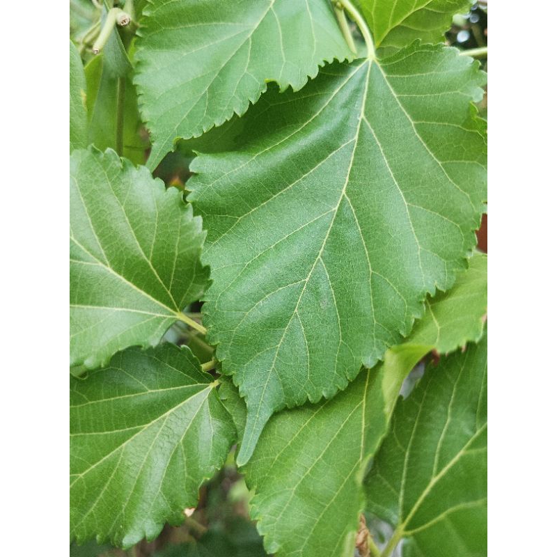 

Daun Murbei Segar Petik Langsung 50 Lembar.