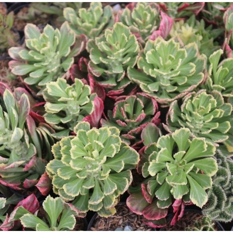 Euphorbia Monadenium Stapeliodes
