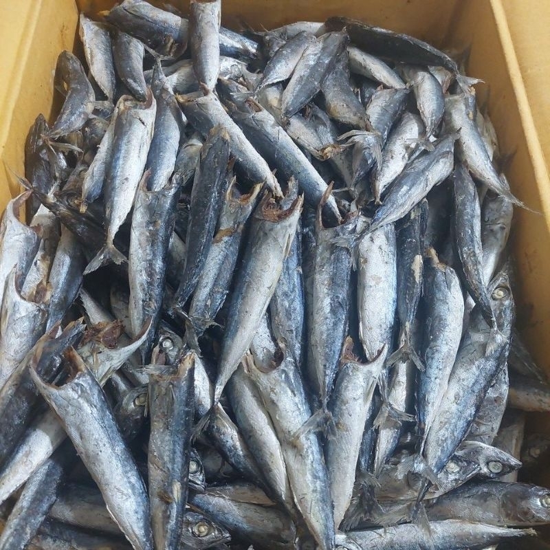 

ikan asin tongkol rebus tanpa kepala kualitas super dan premium