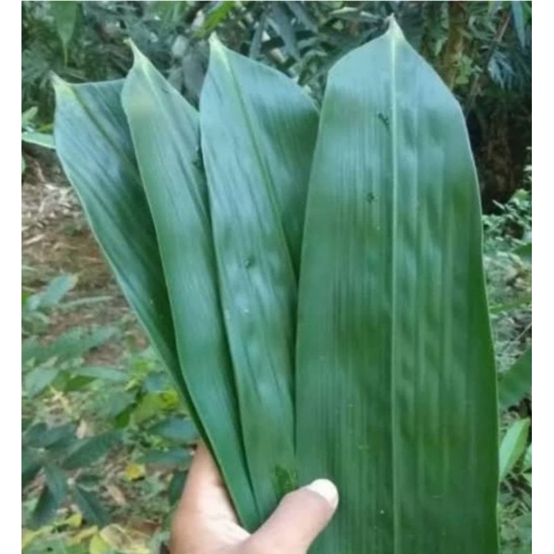 

daun bambu 100 lembat, super lebar