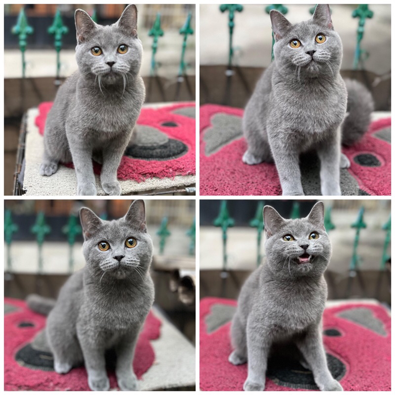 kucing british shorthair (BSH)