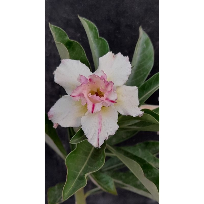 Paket Bunga Adenium Tumpuk Ori