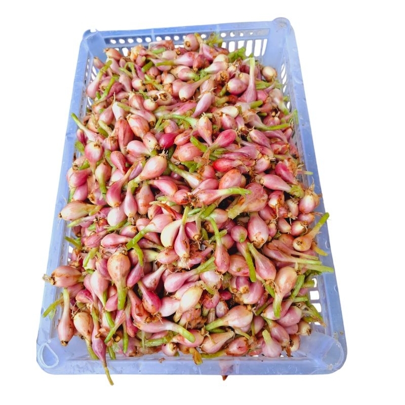 

bawang sumenep ukuran besar segar murah kualitas super