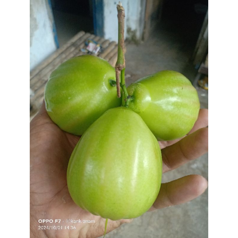bibit jambu air Salju
