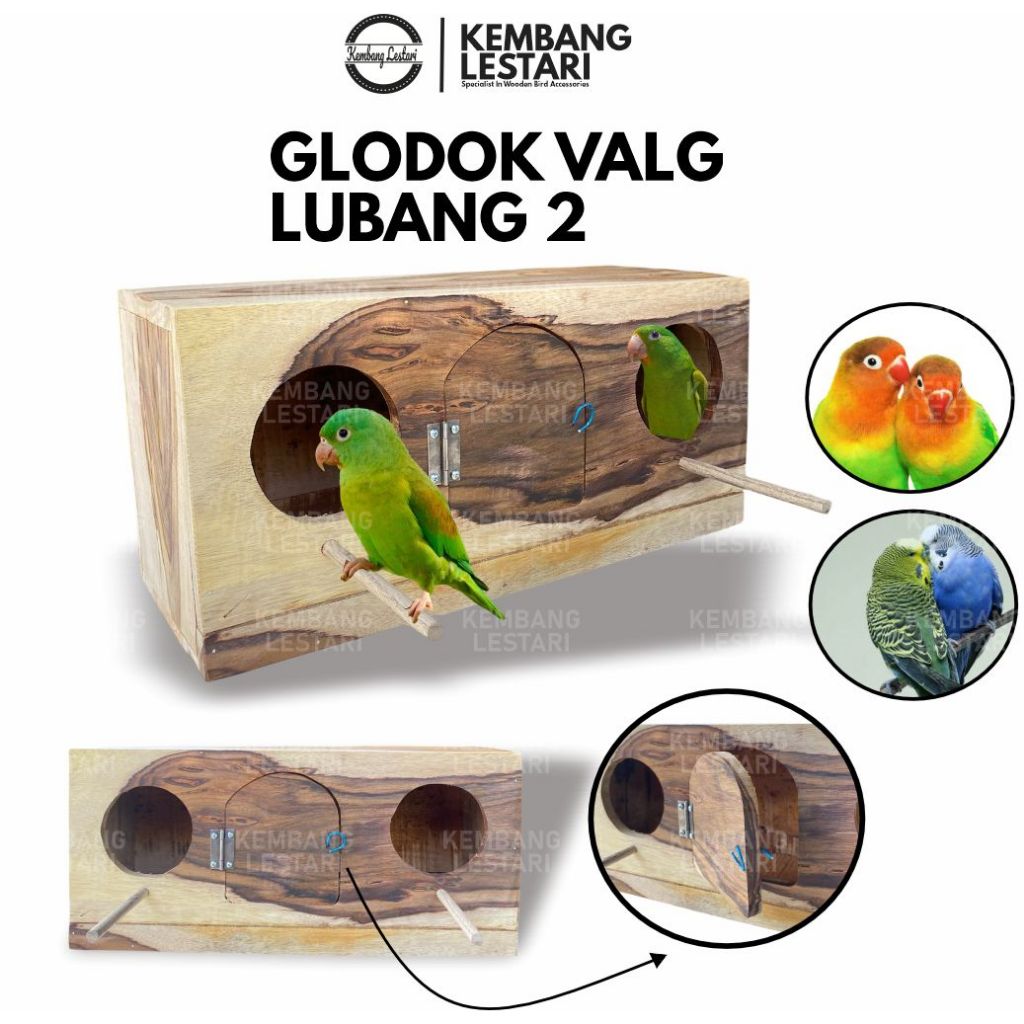 GLODOK BURUNG FALK DUA LUBANG MASUK GLODOK KAYU SONOKELING