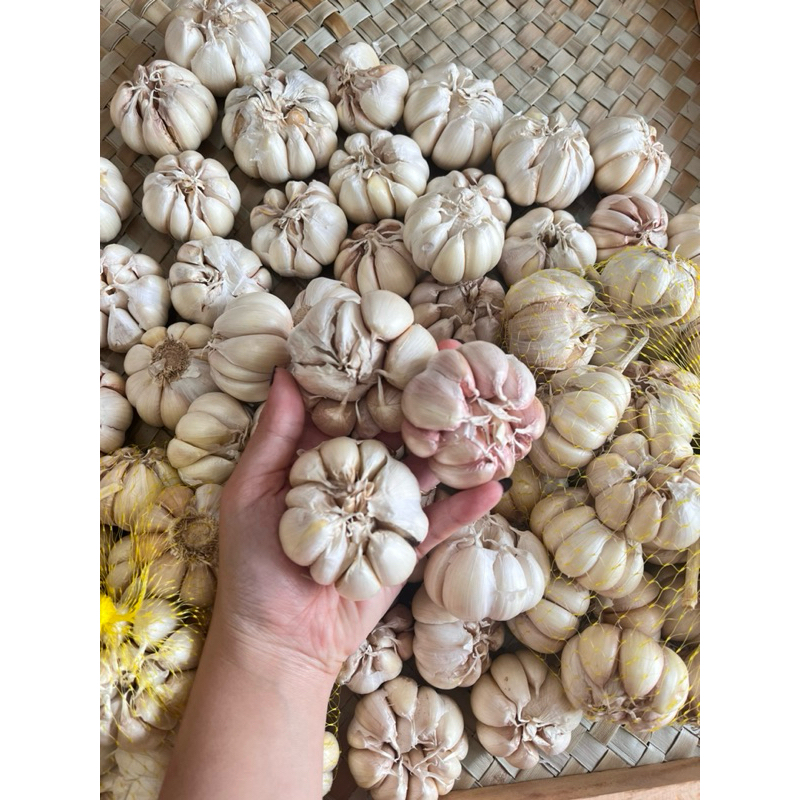 

Bawang Putih Sinco berat 500 gram