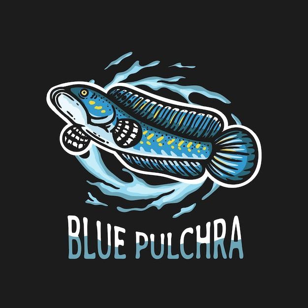 channa blue pulcra gondrong 5-6cm canna blue pulcra istimewa