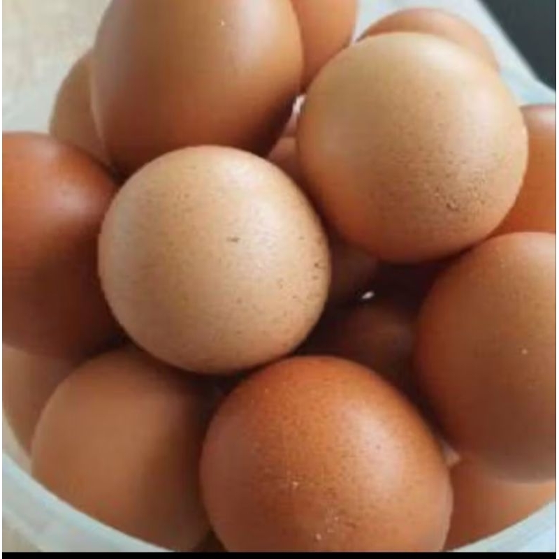 

Telur Ayam Jual satuan