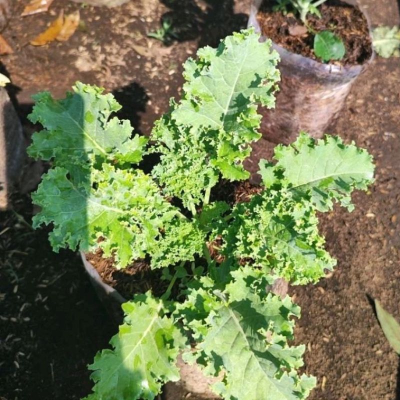 Kale curly