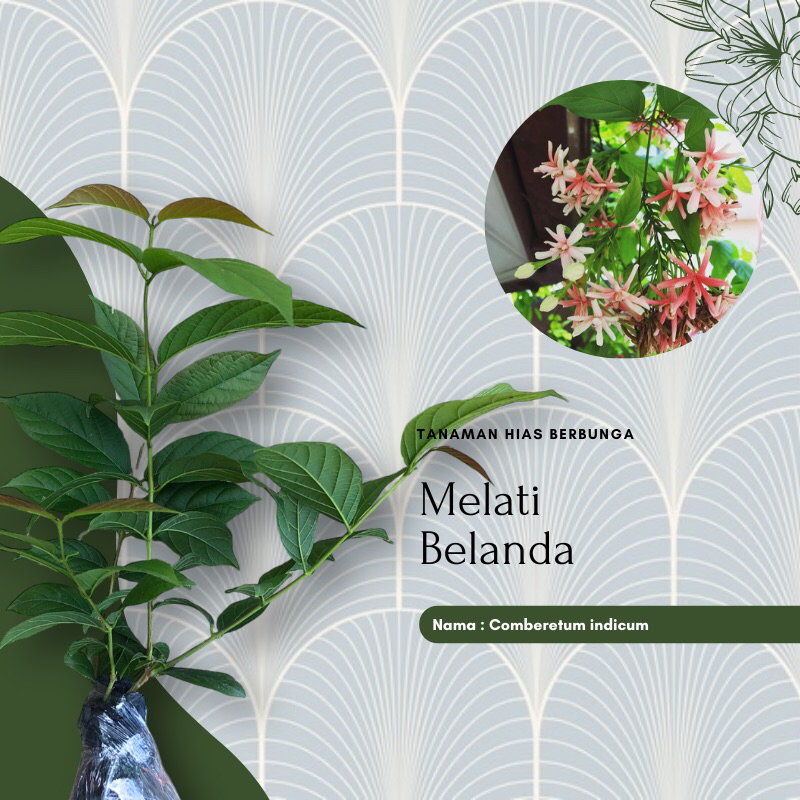 Tanaman Bunga melati belanda / tanaman hias Bunga melati Belanda