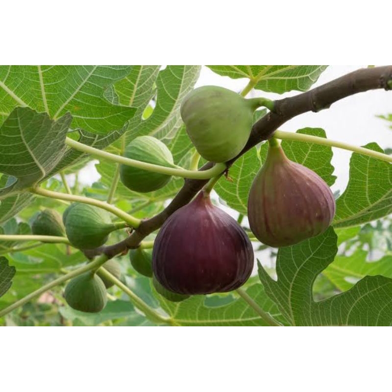 

Bibit Buah Tin hasil CANGKOK