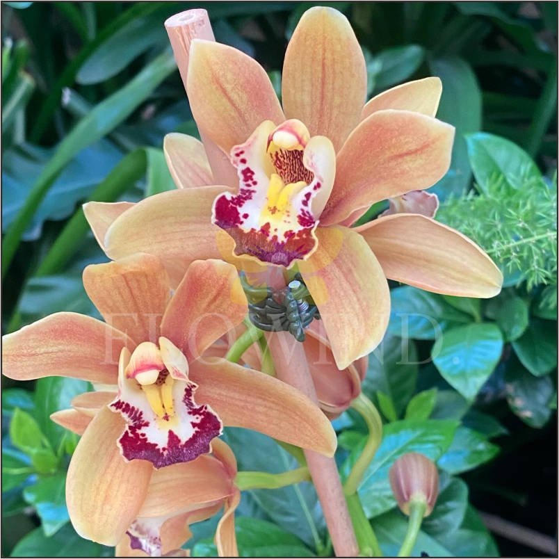 Tanaman Bunga Anggrek Tanah Cymbidium Aussie Lancifolium Dewasa Siap Berbunga