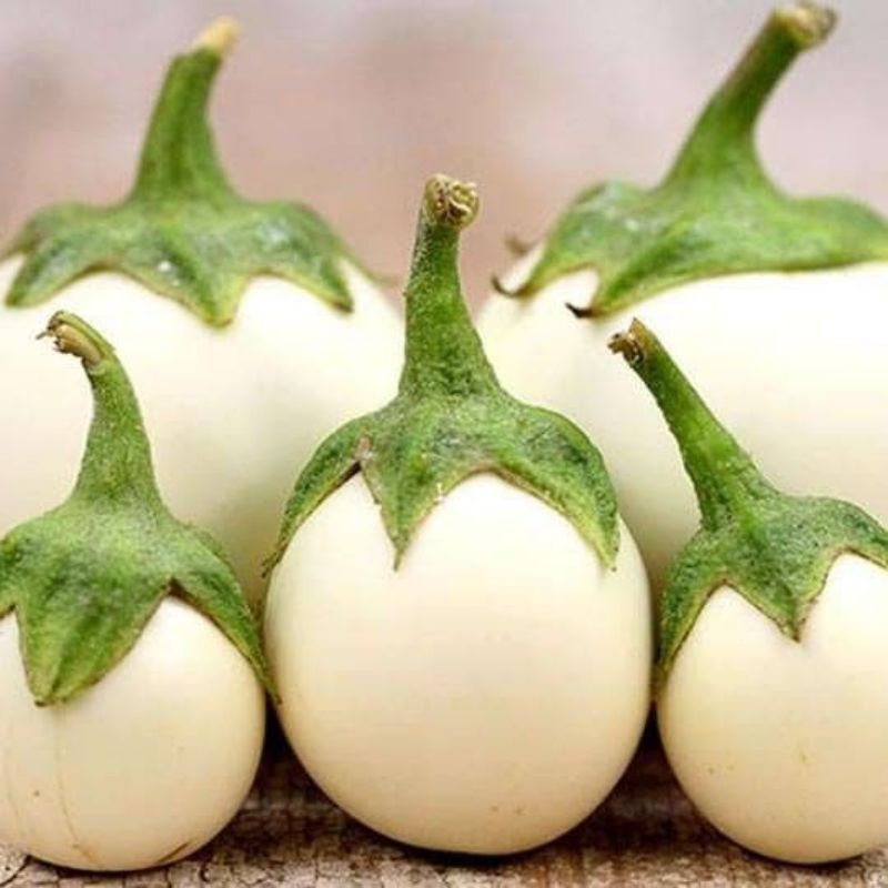 20 BUTIR BENIH TERONG TELUR PUTIH