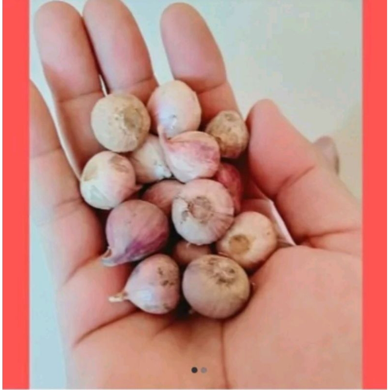 

Bawang Putih Tunggal Ukuran Sedang 1kg