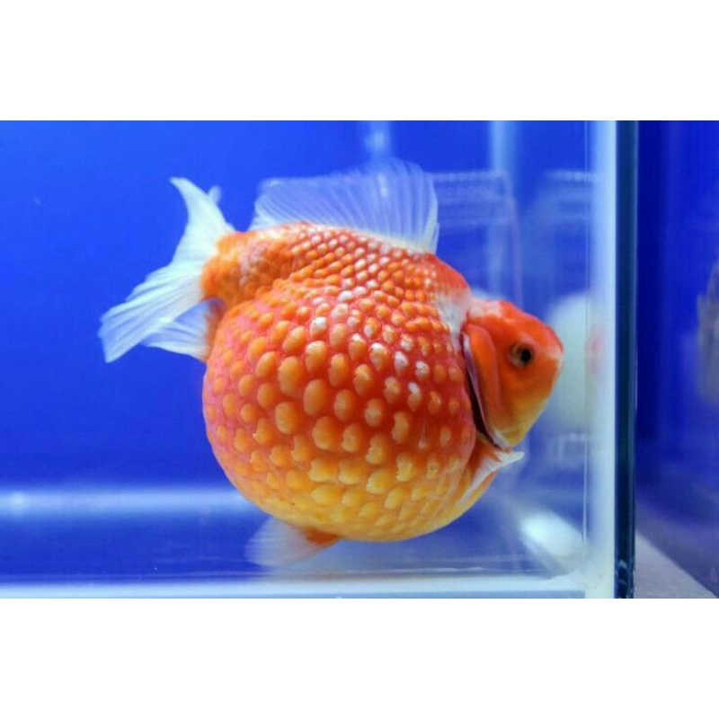 

KOKI MUTIARA SUPER GEMOY GRADE A+