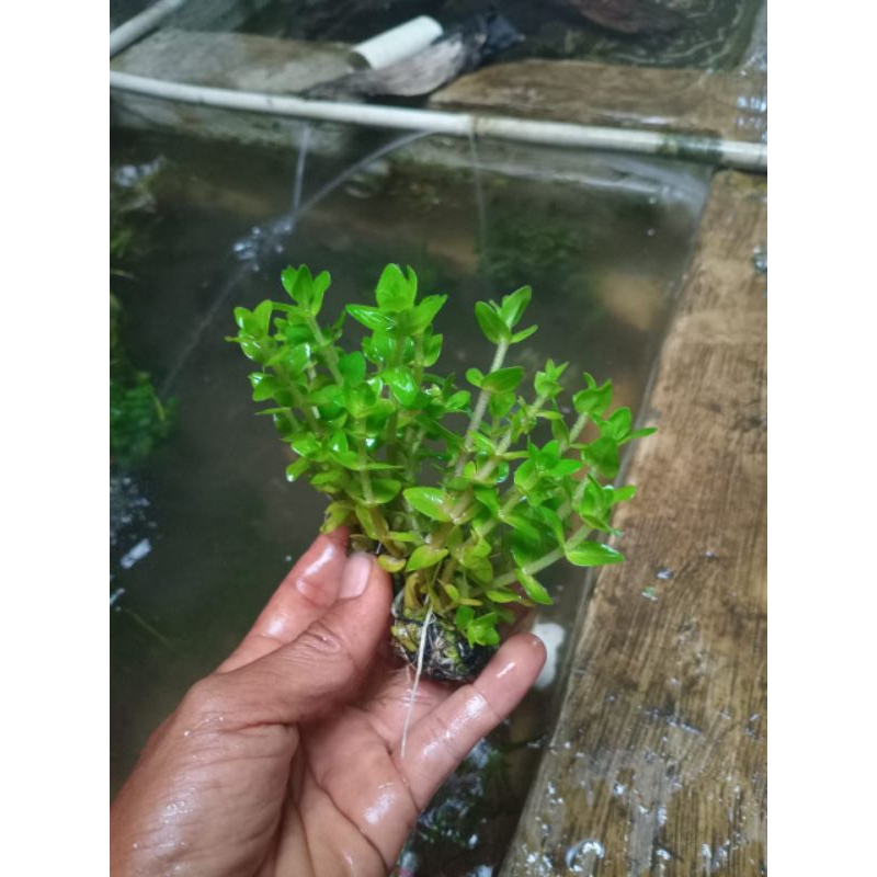 Bacopa media Wabikusa / Tanaman hias air / Tanaman hias aquarium / Tanaman aquarium