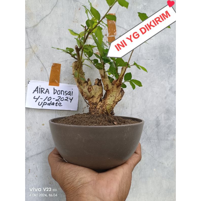 BAHAN BONSAI SERUT DONGKELAN 2024