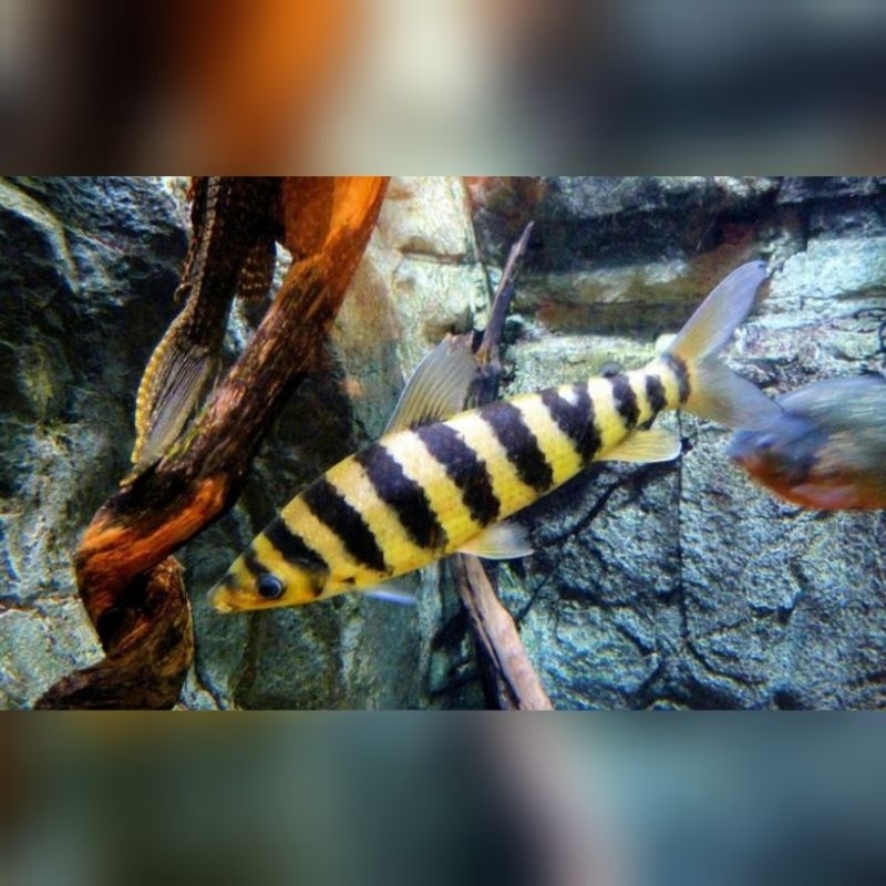 Ikan Hias Kaos Kaki Leporinus Fasciatus Size 6-8cm Hiasan Aquarium Kolam Tank Aquascape
