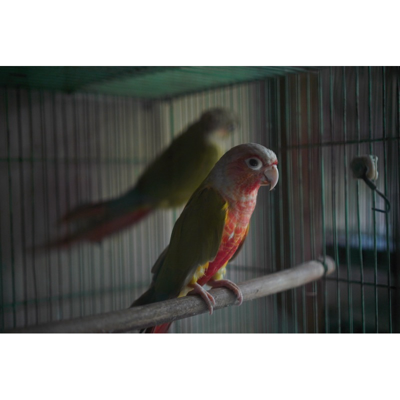 pineapple conure red factor BABY