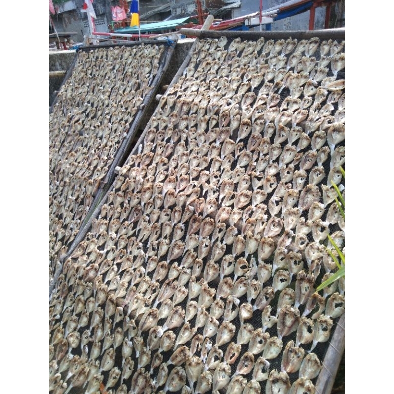 

ikan bilis asin dan tidak asin