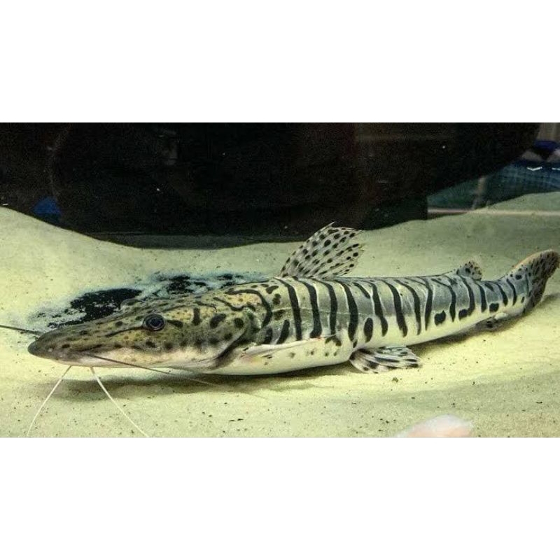 

ikan hias tsn catfish