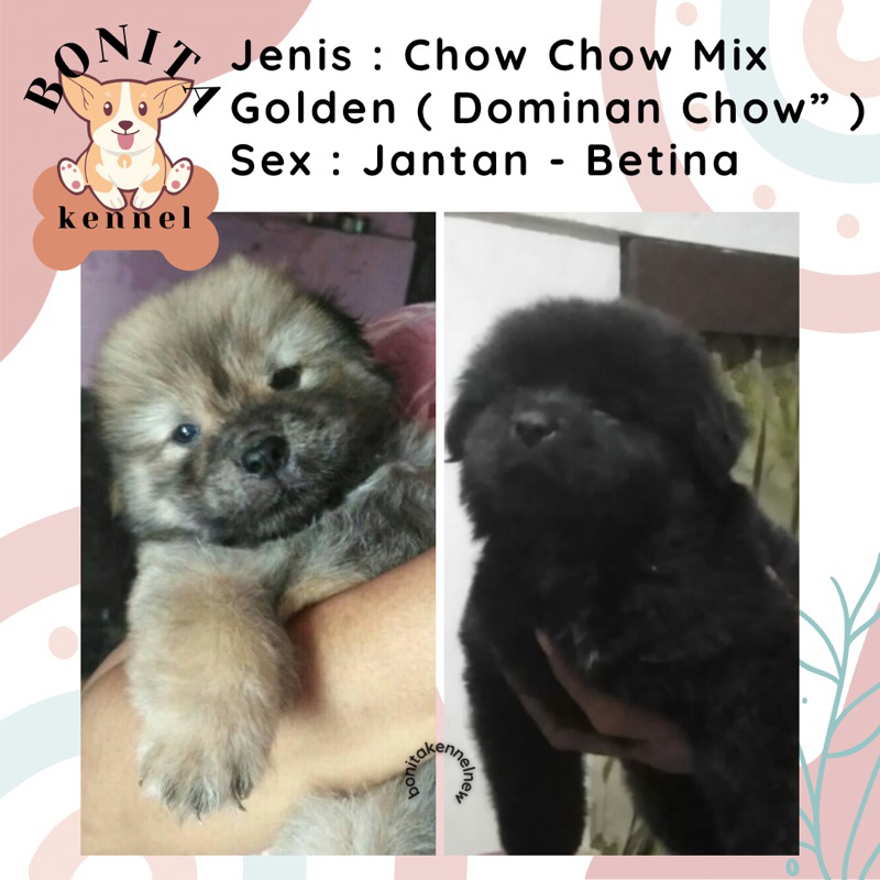 Chow Chow Mix Golden Retriever Anak Anjing Chow Chow